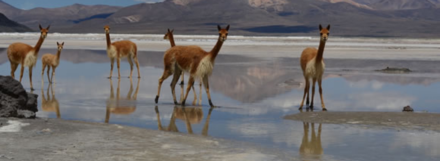 EXCURSION SALAR DE SURIRE