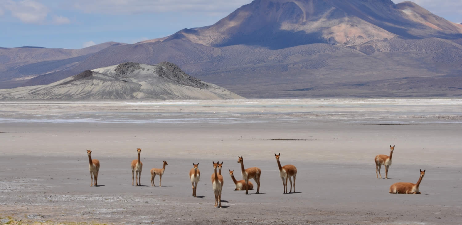 Flora and Fauna in the Chilean Highlands