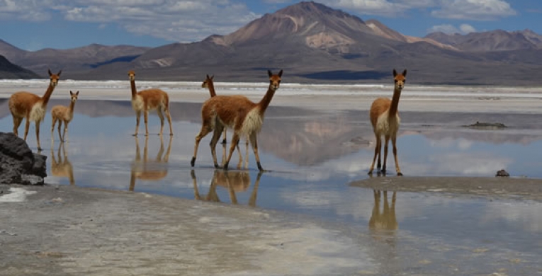 EXCURSION SALAR DE SURIRE